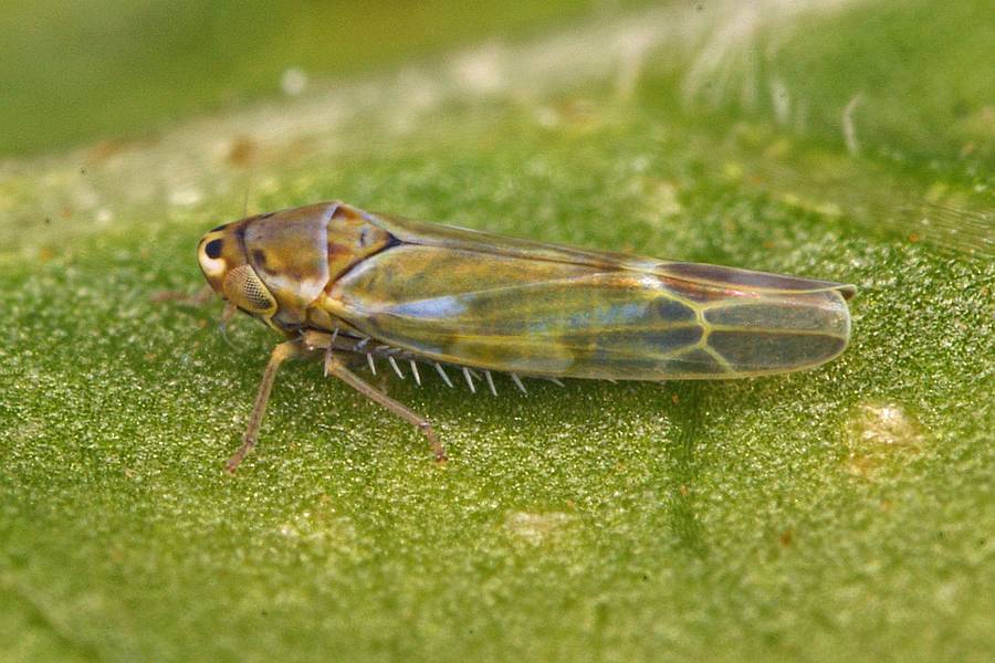 Fruticidia bisignata / Weißdorn-Blattzikade / Zwergzikaden - Cicadellidae / Blattzikaden - Typhlocybinae / Unterordnung: Rundkopfzikaden - Cicadomorpha
