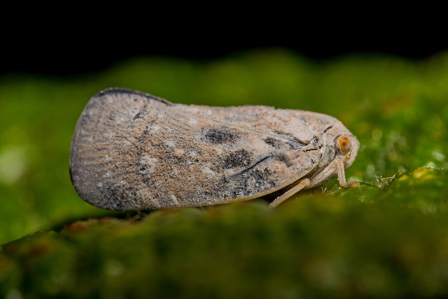 Metcalfa pruinosa / Bläulingszikade / Schmetterlingszikaden - Flatidae / Unterordnung: Spitzkopfzikaden / Fulgoromorpha
