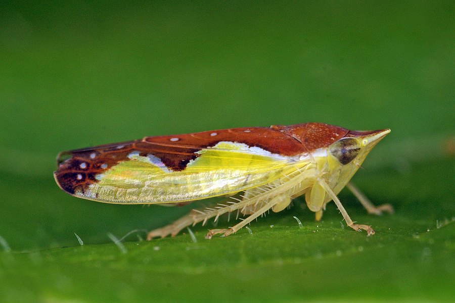 Platymetopius major / Große Schönzirpe / Deltocephalinae - Zirpen / Unterordnung: Cicadellidae - Zwergzikaden
