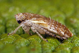 Allygidius spec. Larve / Zwergzikaden - Cicadellidae / Zirpen - Deltocephalinae / Unterordnung: Rundkopfzikaden - Cicadomorpha