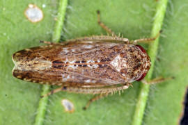 Allygidius atomarius / Ulmenbaumzirpe / Zwergzikaden - Cicadellidae / Zirpen - Deltocephalinae / Unterordnung: Rundkopfzikaden - Cicadomorpha