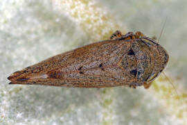 Fieberiella florii / Südliche Strauchzirpe / Deltocephalinae - Zirpen / Unterordnung: Cicadellidae - Zwergzikaden