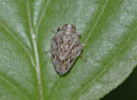 Issus coleoptratus / Käferzikade