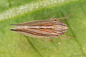 Mocydia crocea / Safranzirpe / Deltocephalinae - Zirpen / Unterordnung: Cicadellidae - Zwergzikaden
