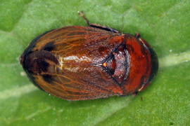 Penthimia nigra / Mnchszikade / Zwergzikaden - Cicadellidae / Unterordnung: Rundkopfzikaden - Cicadomorpha