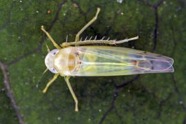 Ribautiana debilis / Brombeer-Blattzikade / Zwergzikaden - Cicadellidae / Blattzikaden - Typhlocybinae / Unterordnung: Rundkopfzikaden - Cicadomorpha