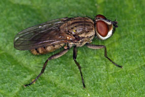 Leucophora obtusa / Ohne deutschen Namen / Blumenfliegen - Anthomyiidae / Ordnung: Zweiflgler - Diptera / Fliegen - Brachycera