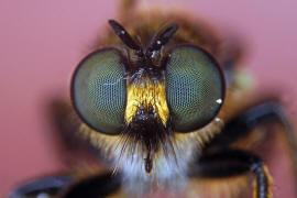 Choerades marginata / Gemeine Mordfliege / Raubfliegen - Asilidae - Laphriinae / Ordnung: Zweiflügler - Diptera