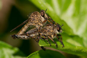 Tolmerus cingulatus / Burschen-Raubfliege / Raubfliegen - Asilidae - Asilinae / Ordnung: Zweiflgler - Diptera