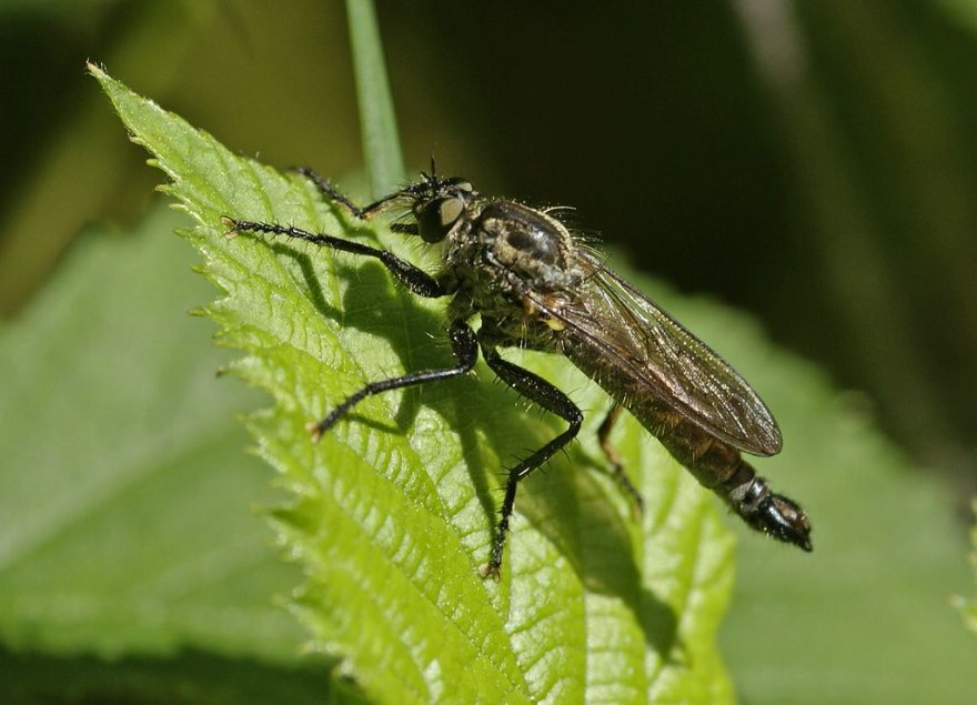 Didysmachus picipes / Berg-Raubfliege (eventuell könnte es auch die extrem seltene Dysmachus fuscipennis sein)