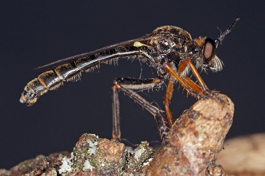 Dioctria rufipes / Höcker-Habichtsfliege / Raubfliegen - Asilidae - Stenopogoninae / Ordnung: Zweiflügler - Diptera