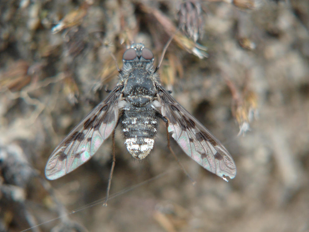 Anthrax varius / Ohne deutschen Namen (syn. Argyramoeba varia) / Schweber - Bombyliidae / Diptera - Zweiflügler / Brachycera - Fliegen