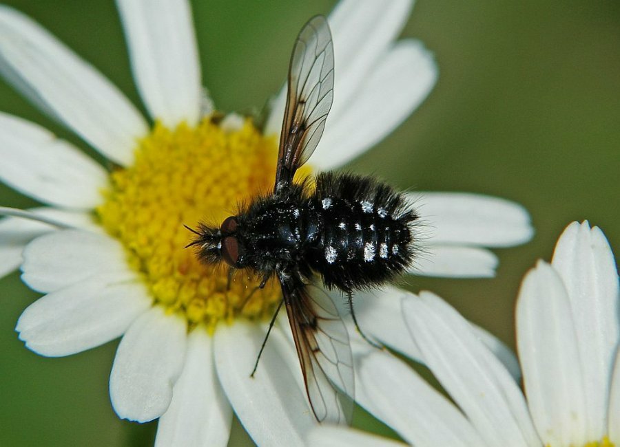 Bombylella atra / Schwarzer Wollschweber (syn. Bombylius ater) / Schweber - Bombyliidae / Diptera - Zweiflügler / Brachycera - Fliegen