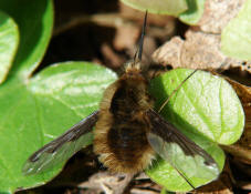 Bombylius major / Großer Wollschweber (auch Hummelschweber) / Familie: Wollschweber - Bombyliidae / Ordnung: Zweiflüler - Diptera