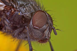 Bellardia bayeri / Ohne deutschen Namen / Schmeißfliegen - Calliphoridae / Ordnung: Zweiflügler - Diptera / Fliegen - Brachycera