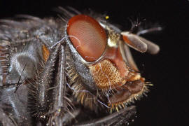 Calliphora vicina / Blaue Schmeißfliege / Schmeißfliegen - Calliphoridae / Ordnung: Zweiflügler - Diptera / Fliegen - Brachycera