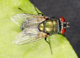 Lucilia sericata / "Goldfliege" / Schmeißfliegen - Calliphoridae / Ordnung: Zweiflügler - Diptera / Fliegen - Brachycera