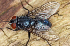 Melinda viridicyanea / Ohne deutschen Namen / Schmeißfliegen - Calliphoridae / Ordnung: Zweiflügler - Diptera / Fliegen - Brachycera