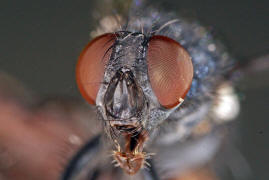 Melinda viridicyanea / Ohne deutschen Namen / Schmeißfliegen - Calliphoridae / Ordnung: Zweiflügler - Diptera / Fliegen - Brachycera