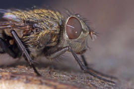 Pollenia labialis / Ohne deutschen Namen / Calliphoridae - "Schmeißfliegen" / Ordnung: Zweiflügler - Diptera