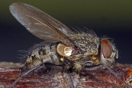 Pollenia pediculata / Ohne deutschen Namen / Calliphoridae - "Schmeißfliegen" / Ordnung: Zweiflügler - Diptera