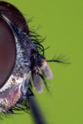 Pollenia pediculata / Ohne deutschen Namen / Calliphoridae - "Schmeißfliegen" / Fühler / Ordnung: Zweiflügler - Diptera
