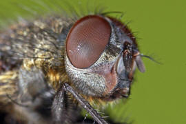 Pollenia pediculata / Ohne deutschen Namen / Calliphoridae - "Schmeißfliegen" / Ordnung: Zweiflügler - Diptera