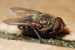 Pollenia cf. rudis / Graugelbe Polsterfliege / Calliphoridae - Schmeifliegen