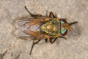Rhyncomya peusi Zumpt, 1956 / Rhiniidae (ehemals Schmeißfliegen - Calliphoridae) / Ordnung: Zweiflügler - Diptera / Fliegen - Brachycera