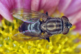 Stomorhina lunata / Ohne deutschen Namen / Schmeißfliegen - Calliphoridae / Ordnung: Zweiflügler - Diptera / Fliegen - Brachycera