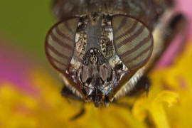 Stomorhina lunata / Ohne deutschen Namen / Schmeißfliegen - Calliphoridae / Ordnung: Zweiflügler - Diptera / Fliegen - Brachycera