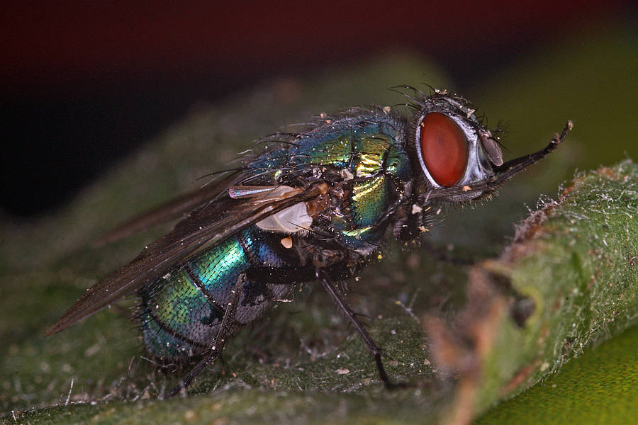 Lucilia sericata / "Goldfliege" / Schmeißfliegen - Calliphoridae / Ordnung: Zweiflügler - Diptera / Fliegen - Brachycera