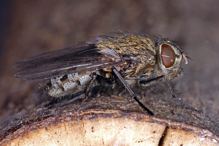 Pollenia labialis / Ohne deutschen Namen / Calliphoridae - "Schmeißfliegen" / Ordnung: Zweiflügler - Diptera