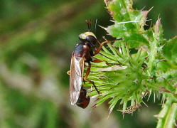 Physocephala vittata / Helle Stieldickkopffliege / Dickkopffliegen / Blasenkopffliegen - Conopidae / Ordnung: Zweiflgler - Diptera / Fliegen - Brachycera