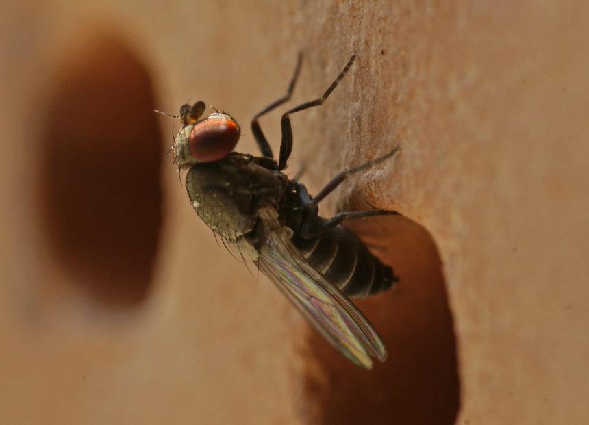 Cacoxenus indagator / Ohne deutschen Namen / Familie: Drosophilidae - Taufliegen / Ordnung: Zweiflügler - Diptera / Unterordnung: Brachycera - Cyclorrhapha
