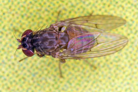 Phortica semivirgo / Ohne deutschen Namen / Drosophilidae - Fruchtfliegen / Ordnung: Zweiflügler - Diptera