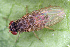 Phortica semivirgo / Ohne deutschen Namen / Drosophilidae - Fruchtfliegen / Ordnung: Zweiflügler - Diptera