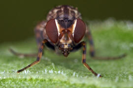 Phortica semivirgo / Ohne deutschen Namen / Fruchtfliegen - Drosophilidae - Steganinae / Ordnung: Zweiflügler - Diptera
