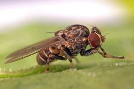 Phortica semivirgo / Ohne deutschen Namen / Fruchtfliegen - Drosophilidae - Steganinae / Ordnung: Zweiflügler - Diptera