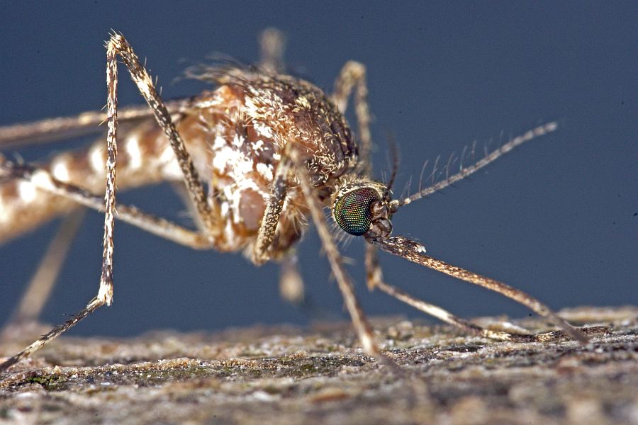 Culiseta annulata / Ringelmücke / Ringelschnake / Stechmücken - Culicidae / Ordnung: Zweiflügler - Diptera / Mückenartige - Nematocera