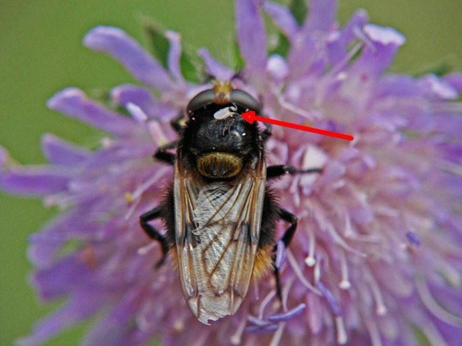 Ceratopogonidae / Gnitze (auf Volucella bombylans) / Ordnung: Zweiflügler - Diptera / Mücken - Nematocera