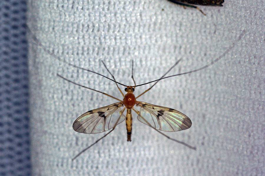 Macrocera phalerata / Ohne deutschen Namen / Langhornmücken (Raub-Pilzmücken) - Keroplatidae - Macrocerinae