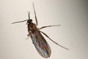 Bradysia spec. / Trauermücke / Trauermücken - Sciaridae / Ordnung: Zweiflügler - Diptera - Nematocera - Mücken