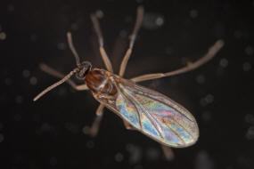Bradysia spec. / Trauermücke / Trauermücken - Sciaridae / Ordnung: Zweiflügler - Diptera - Nematocera - Mücken