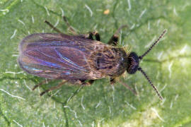 Ceratopogonidae / Gnitze (Weibchen)