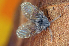 Clogmia albipunctata / Weißpunktierte Schmetterlingsmücke / Schmetterlingsmücken - Psychodidae / Ordnung: Zweiflügler - Diptera / Mückenartige - Nematocera