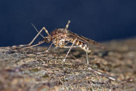 Culiseta annulata / Ringelmücke / Ringelschnake / Stechmücken - Culicidae / Ordnung: Zweiflügler - Diptera / Mückenartige - Nematocera