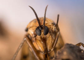 Keroplatus tipuloides (Bosc, 1792) / Langhornmücken - Keroplatidae / Ordnung: Zweiflügler - Diptera