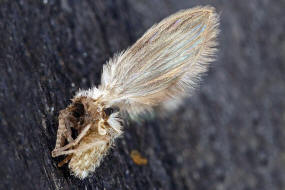 Psychoda sigma (Kincaid, 1899) (= Psychoda surcoufi Tonnoir, 1922) / Schmetterlingsmücken - Psychodidae