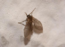 Psychoda grisescens / Abortfliege / Psychodidae - Schmetterlingsmücken